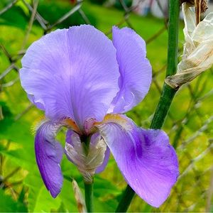 10 Rhizomes Lavender Color bearded iris bulbs